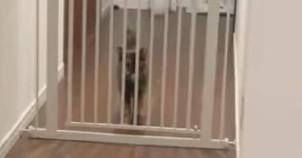 お留守番していた猫→『大好きな飼い主』が帰ってくると…嬉しさが伝わる『熱烈大歓迎』が53万表示「人生で一度は体験したい」「たまらんな」
