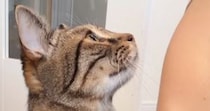 『かまってほしい猫』→飼い主の横に座ると…人間味あふれすぎる『アピールの様子』に「ねぇって言ってるｗ」「かわよいｗ」と癒される人が続出