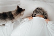 猫が『飼い主の枕』を使って寝たがる理由3つ　隠されている心理や上手な対処法もご紹介
