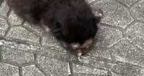 『道路に落ちていた』危険な状態の赤ちゃん猫を保護→お世話すると……劇的に変化した『現在の様子』に感動「素敵」「拾ってくれてありがとう」