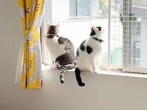 ママが家にいない日、パパと過ごす２匹の猫→ソワソワと落ち着かなくて…『いじらしい様子』が話題「パパっ子だね」「意思疎通ができてる」