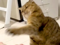 激しい動きをしていた猫→ママに叱られて、猫パンチで反撃かと思いきや…想定外の『微笑ましい光景』に「届きそうで届かない」「たまらん」の声