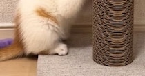 一生懸命『爪とぎをする子猫』を見ていると…『まさかの行動』に悶絶の声続出「すごいでちょ！」「自分の可愛さをわかってるな」と14万再生
