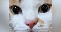 まん丸おめめの『可愛らしい顔をした猫』→リラックス中に撮影したら…驚きの『変貌ぶり』に「何かの間違いでしょｗ」「寝起きｗ」と爆笑の声