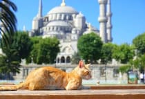 すべては猫のために！　「断熱構造の猫小屋」や「療養エリア」も…国会議事堂の敷地に「野良猫65匹のための楽園」が完成　トルコ