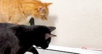 2匹の猫が『警戒していたもの』とは……『まさかの光景』に笑ってしまうと８万いいね「何に見えてるんだろｗ」「びっくりしてるの可愛いｗ」