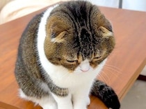 外出中のママを探し回る猫→帰りが待ちきれず、玄関で…見守りカメラがとらえた『健気な光景』に反響「愛情ニャルソック」「ママ大好きだもんね」