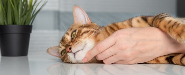 手に抱きついている猫