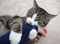 猫があなたの『腕に抱きついてくる』ときの理由4つ　どんな意味があるの？上手な対処法も