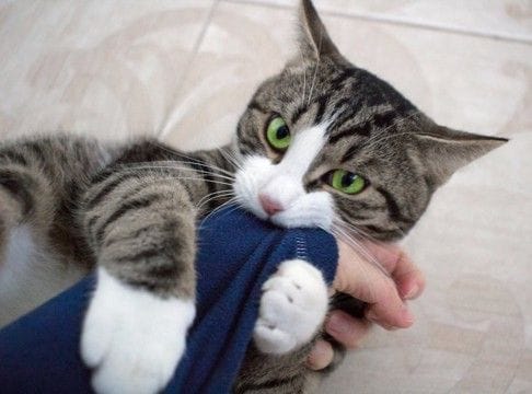 猫があなたの『腕に抱きついてくる』ときの理由4つ　どんな意味があるの？上手な対処法も
