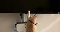 猫が『テレビ大好き』になった結果…人間の子どものような『まさかの光景』に「現代猫すぎて笑ったｗ」「Z世代だｗ」と爆笑する人が続出