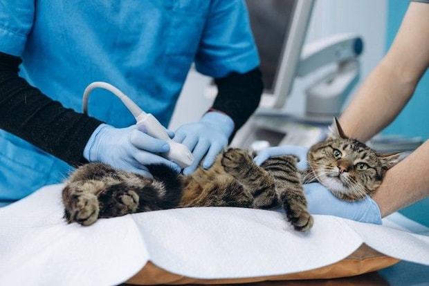 エコーを撮られる猫