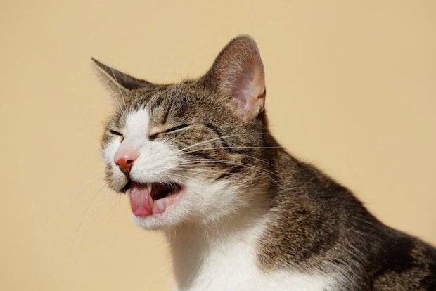 猫が吐きそう