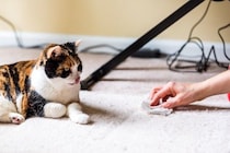 猫が『吐きそう』なときに表れるサイン5つ　嘔吐しやすいタイミングや対応のコツまで