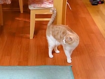 女の子の宿題が終わるのを待つ猫→床の上で…たまらなく愛おしい『健気な光景』に「一緒にいたい気持ちがよくわかる」「大好きなんだね」と反響