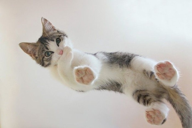 ガラス越しの下から見た猫の肉球