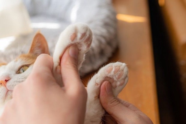 猫の肉球を触る人の手