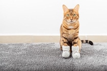 猫の『足先が冷えている』ときに考えられる原因3つ　病気のリスクから対処法まで解説