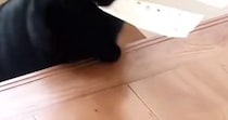 ルンルンで『階段を上ってきた黒猫』→『お口』に注目したら…たまらなく愛おしい光景に２万いいね「もちもちしてる」「うわー可愛すぎる」