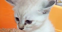 『トイレ中の子猫』を見守っていたら…あまりにもシュールな『まさかの光景』に２万いいね「中に人が入ってそう」「あまりにも３頭身」