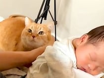 赤ちゃんのお世話をするパパ→猫が心配そうに近づいてきて…『思いやりにあふれた光景』が10万再生「優しさにほっこり」「涙が出た」