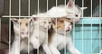 腹ペコで『元気に鳴いていた子猫たち』→満腹になった結果…『尊すぎる変化』に「ちょっと眠そうｗ」「可愛いがいっぱい」と反響