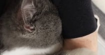 普段はそっけない態度の猫が全力でパパに甘え始めた結果…抱きしめたくなる『赤ちゃんすぎる光景』が61万再生「変わってほしい」「やばい」