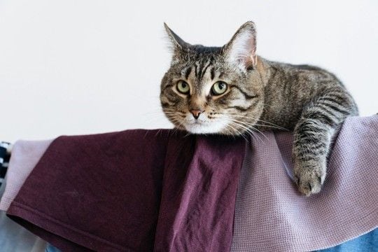 猫がいる場所で『部屋干し』をするときの注意点3つ　湿気やニオイが与える影響やトラブルを防ぐ工夫も解説