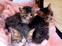 生後２ヶ月で保健所に持ち込まれた猫→母親とはぐれた子猫も続けて保護したら…『素敵な展開』に反響「シアワセな猫生を」「よかったね」