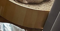 うちに来て『まだ1週間』しか経っていないのに…保護子猫が見せた『豪快すぎる寝姿』に3万いいね「大物だｗ」「安心したんだろうねｗ」