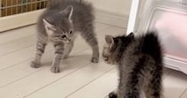 喧嘩をしていた『2匹のパヤパヤ子猫』→もう1匹の子猫が現れた結果…まさかの『理不尽すぎる展開』が46万再生「とんだトバッチリｗ」
