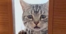 『飼い主が仕事に行く時の猫』→AIが作った理想と『実際の様子』を比べてみたら…まさかの光景に爆笑の声「切なすぎるｗｗ」「どちらも好きｗ」