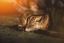 猫が命を落としかねない『飼い主のイタズラ』4つ　取り返しが付かないリスクや避けるべき理由も解説