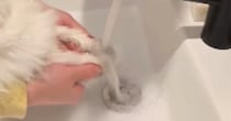 うんちを引っ掻いてしまった子猫→おててを洗うため、洗面台に連行した結果…まさかの光景に「お顔が可愛すぎる」「爆笑しちゃった」と49万再生