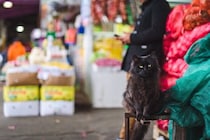 スーパーマーケットの入口でお客さんを誘導→「かわいい圧」をかけて、餌をゲットする猫ちゃんが大人気に　パラグアイ