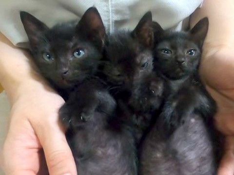 ゴミ屋敷で保護された、黒猫の３兄弟→大きくなると…愛おしすぎる『現在の光景』に「仲良し兄弟」「スクスク育ててもらって幸せそう」の声