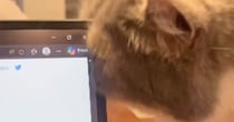 ノートパソコンの角に『顔を近づけた猫』→痒かったようで…『真剣な様子』が可愛すぎると反響「かいかいなのねｗ」「優しくかいてあげたい」