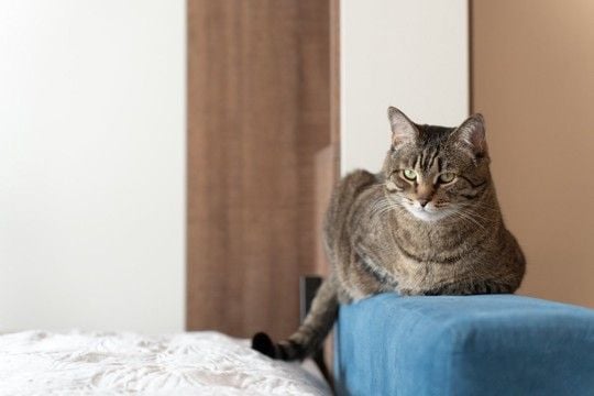 猫の『性格が変わった』ときに考えられる原因5つ　影響を及ぼす理由や上手な付き合い方まで