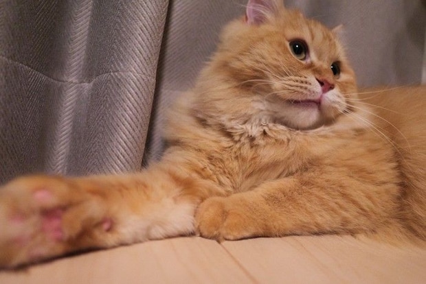 手をのばして遊ぶ猫のマンチカン