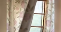 ふとカーテンをめくったら、『2匹の猫』が……想定外な『とんでもない光景』が398万再生「おててと表情ｗｗ」「なんで2匹いけんねん」