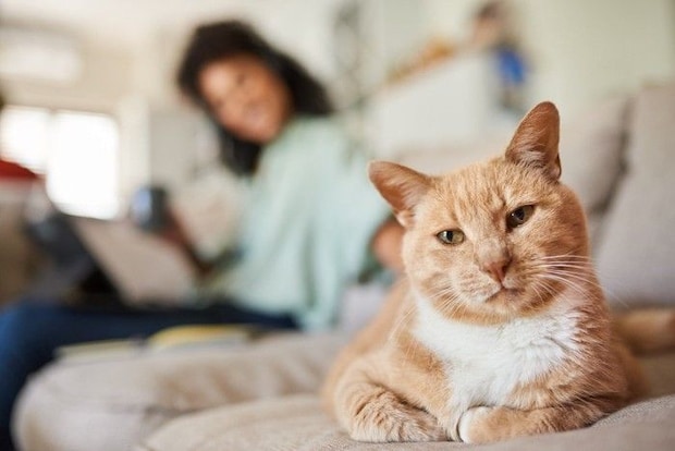 適度な距離感で過ごす猫と飼い主