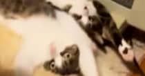 2匹の猫が『ストーブ前を取り合っている』と思ったら…まさかの『可愛すぎる光景』が233万再生「シンクロ率100%ｗｗ」「吹いたｗ」