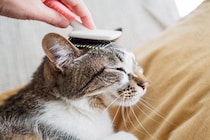 猫の『毛色が変化する』理由5つ　環境に左右されることも？意外なヒミツをご紹介