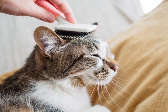 猫の『毛色が変化する』理由5つ　環境に左右されることも？意外なヒミツをご紹介