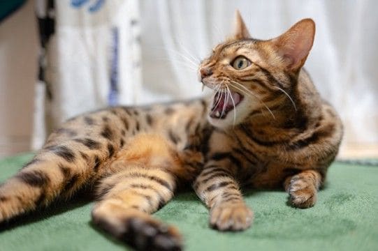 猫が突然キレる『激怒症候群』とは?2つの原因から適切な対処法まで解説