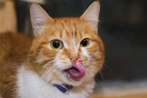 猫が飼い主を舐めてくる時の理由とその気持ち