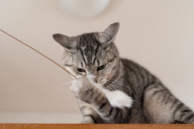 じゃらしで遊ぶ猫