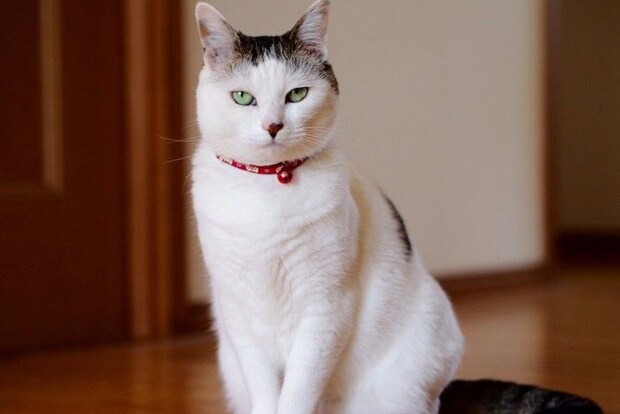 首輪をつけた猫