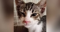 真夏のアスファルトで『虫の息だった子猫』が、現在…見違えるビフォーアフターに感動の声続出「よかったよかったー」「本当にイケニャン」