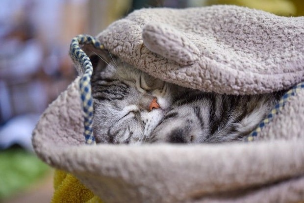 ブランケットに包まる猫